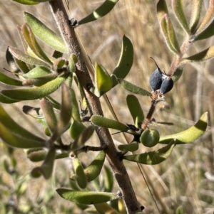 Persoonia rigida at Burra, NSW - 24 Jul 2023 01:38 PM