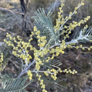 Acacia dealbata subsp. dealbata at Burra, NSW - 24 Jul 2023