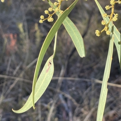 Acacia rubida (Red-stemmed Wattle, Red-leaved Wattle) at Tinderry Nature Reserve - 24 Jul 2023 by JaneR