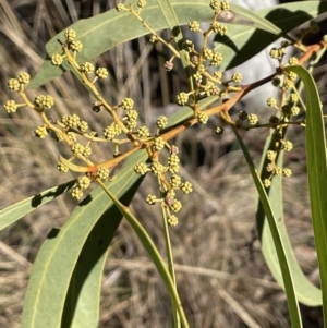Acacia rubida at Burra, NSW - 24 Jul 2023