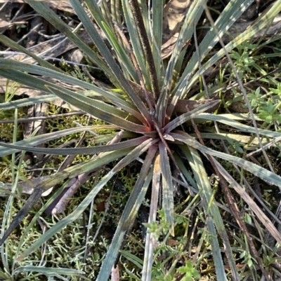 Stylidium graminifolium (Grass Triggerplant) at Burra, NSW - 24 Jul 2023 by JaneR