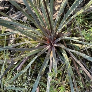 Stylidium graminifolium at Burra, NSW - 24 Jul 2023