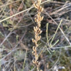 Stylidium graminifolium at Burra, NSW - 24 Jul 2023