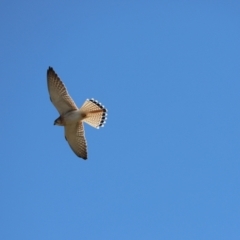 Falco cenchroides (Nankeen Kestrel) at Mount Painter - 24 Jul 2023 by Tammy