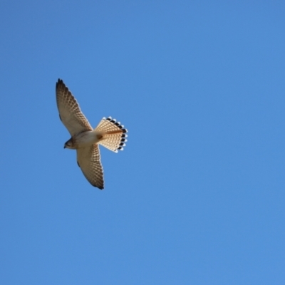 Falco cenchroides (Nankeen Kestrel) at Cook, ACT - 24 Jul 2023 by Tammy