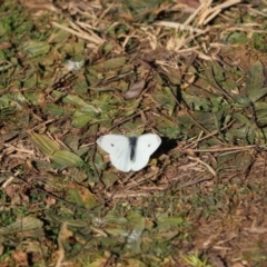 Pieris rapae (Cabbage White) at Cook, ACT - 24 Jul 2023 by Tammy