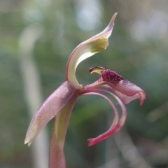 Chiloglottis reflexa (Short-clubbed Wasp Orchid) at Pomaderris Nature Reserve - 24 Apr 2023 by RobG1