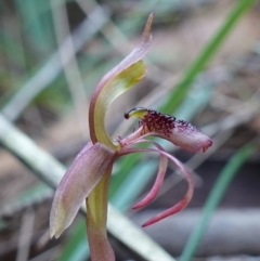 Chiloglottis reflexa at Pomaderris Nature Reserve - 24 Apr 2023