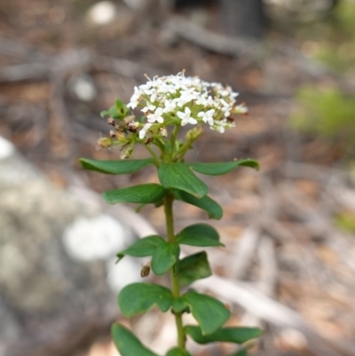 Platysace lanceolata (Shrubby Platysace) at Gundary, NSW - 24 Apr 2023 by RobG1