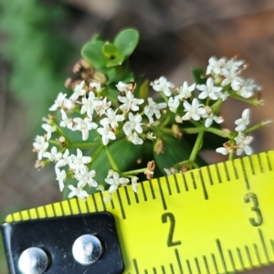 Platysace lanceolata at Gundary, NSW - suppressed