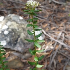 Platysace lanceolata at Gundary, NSW - suppressed