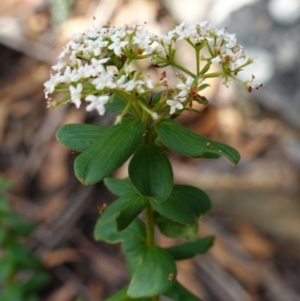 Platysace lanceolata at Gundary, NSW - suppressed