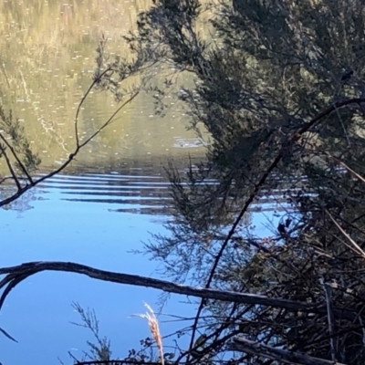 Ornithorhynchus anatinus (Platypus) at Michelago, NSW - 25 Jul 2023 by Nockels