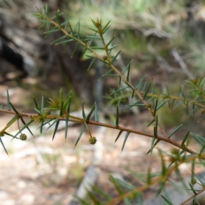 Acacia ulicifolia (Prickly Moses) at Gundary, NSW - 24 Apr 2023 by RobG1