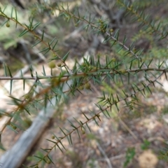 Acacia ulicifolia at Gundary, NSW - suppressed