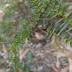 Acacia ulicifolia at Gundary, NSW - suppressed