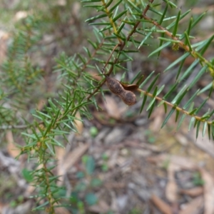 Acacia ulicifolia at Gundary, NSW - 24 Apr 2023