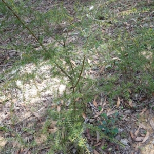 Acacia ulicifolia at Gundary, NSW - 24 Apr 2023