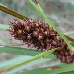 Gahnia aspera (Red-berried Saw-sedge) at Bungonia National Park - 24 Apr 2023 by RobG1