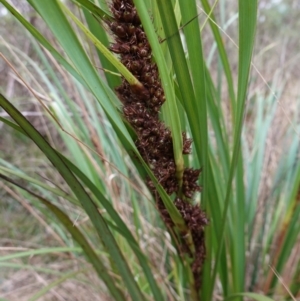 Gahnia aspera at Bungonia, NSW - 24 Apr 2023