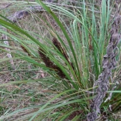 Gahnia aspera at Bungonia, NSW - 24 Apr 2023 04:10 PM