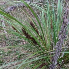 Gahnia aspera at Bungonia, NSW - 24 Apr 2023