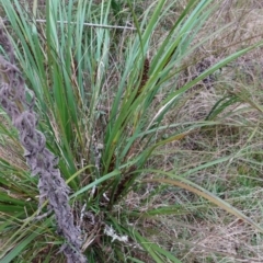 Gahnia aspera at Bungonia, NSW - 24 Apr 2023 04:10 PM