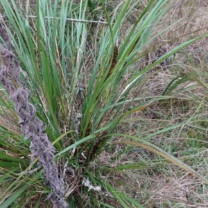 Gahnia aspera at Bungonia, NSW - 24 Apr 2023 04:10 PM