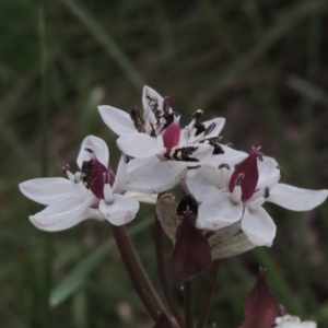 Burchardia umbellata at Bowning, NSW - 11 Dec 2022