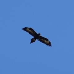 Aquila audax (Wedge-tailed Eagle) at Belconnen, ACT - 25 Apr 2023 by RobG1