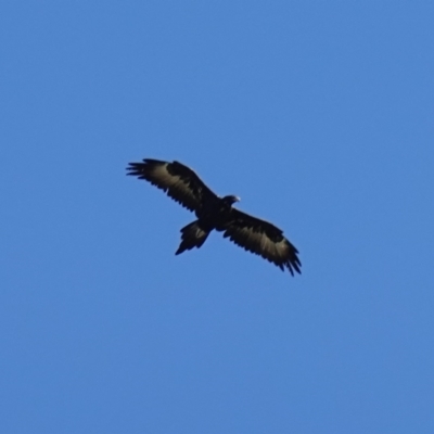 Aquila audax (Wedge-tailed Eagle) at Belconnen, ACT - 25 Apr 2023 by RobG1