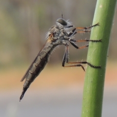 Cerdistus sp. (genus) (Yellow Slender Robber Fly) at Bowning, NSW - 11 Dec 2022 by michaelb