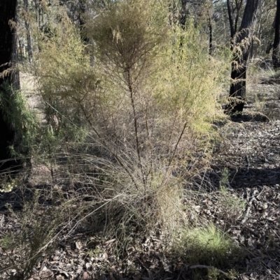 Cassinia sifton (Sifton Bush, Chinese Shrub) at Aranda Bushland - 25 Jul 2023 by lbradley