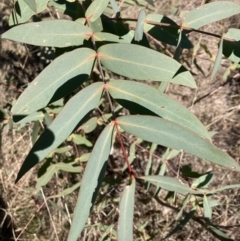 Eucalyptus aggregata (Black Gum) at Mount Majura - 24 Jul 2023 by waltraud
