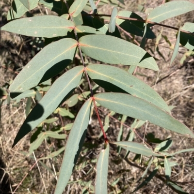 Eucalyptus aggregata (Black Gum) at Mount Majura - 24 Jul 2023 by waltraud