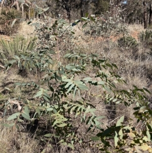 Eucalyptus aggregata at Watson, ACT - 24 Jul 2023 02:29 PM