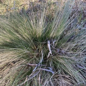 Nassella trichotoma at Watson, ACT - 24 Jul 2023