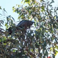 Callocephalon fimbriatum at Phillip, ACT - suppressed