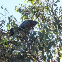 Callocephalon fimbriatum at Phillip, ACT - suppressed