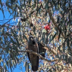 Callocephalon fimbriatum at Phillip, ACT - suppressed