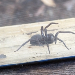 Araneae (order) at Phillip, ACT - 25 Jul 2023