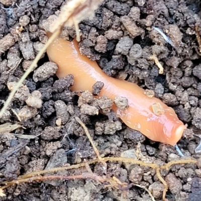 Australoplana alba (A flatworm) at Bruce Ridge - 25 Jul 2023 by trevorpreston