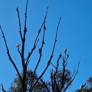 Cacatua galerita at Paddys River, ACT - 25 Jul 2023 11:15 AM