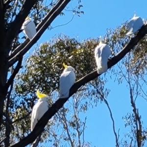 Cacatua galerita at Paddys River, ACT - 25 Jul 2023