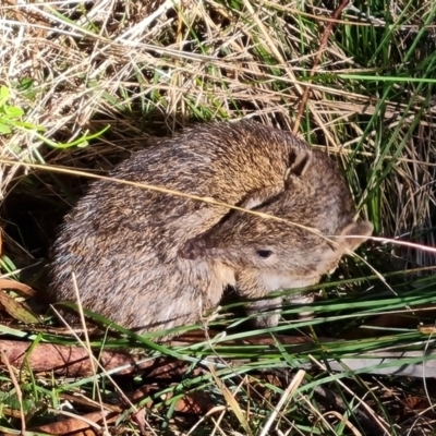 Isoodon obesulus obesulus (Southern Brown Bandicoot) at Paddys River, ACT - 25 Jul 2023 by Mike