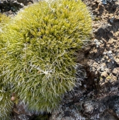 Grimmia pulvinata var. africana (Blunt-beak Grimmia) at Aranda Bushland - 25 Jul 2023 by lbradley