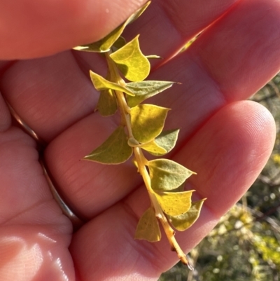 Acacia pravissima (Wedge-leaved Wattle, Ovens Wattle) at Aranda Bushland - 25 Jul 2023 by lbradley