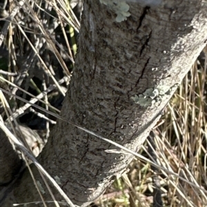 Acacia pravissima at Yarralumla, ACT - 25 Jul 2023 03:15 PM