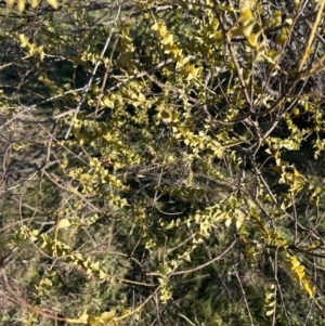 Acacia pravissima at Belconnen, ACT - 25 Jul 2023