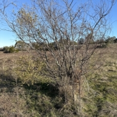 Acacia pravissima at Belconnen, ACT - 25 Jul 2023